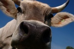 Kuh von beety bei Flicker gefunden
